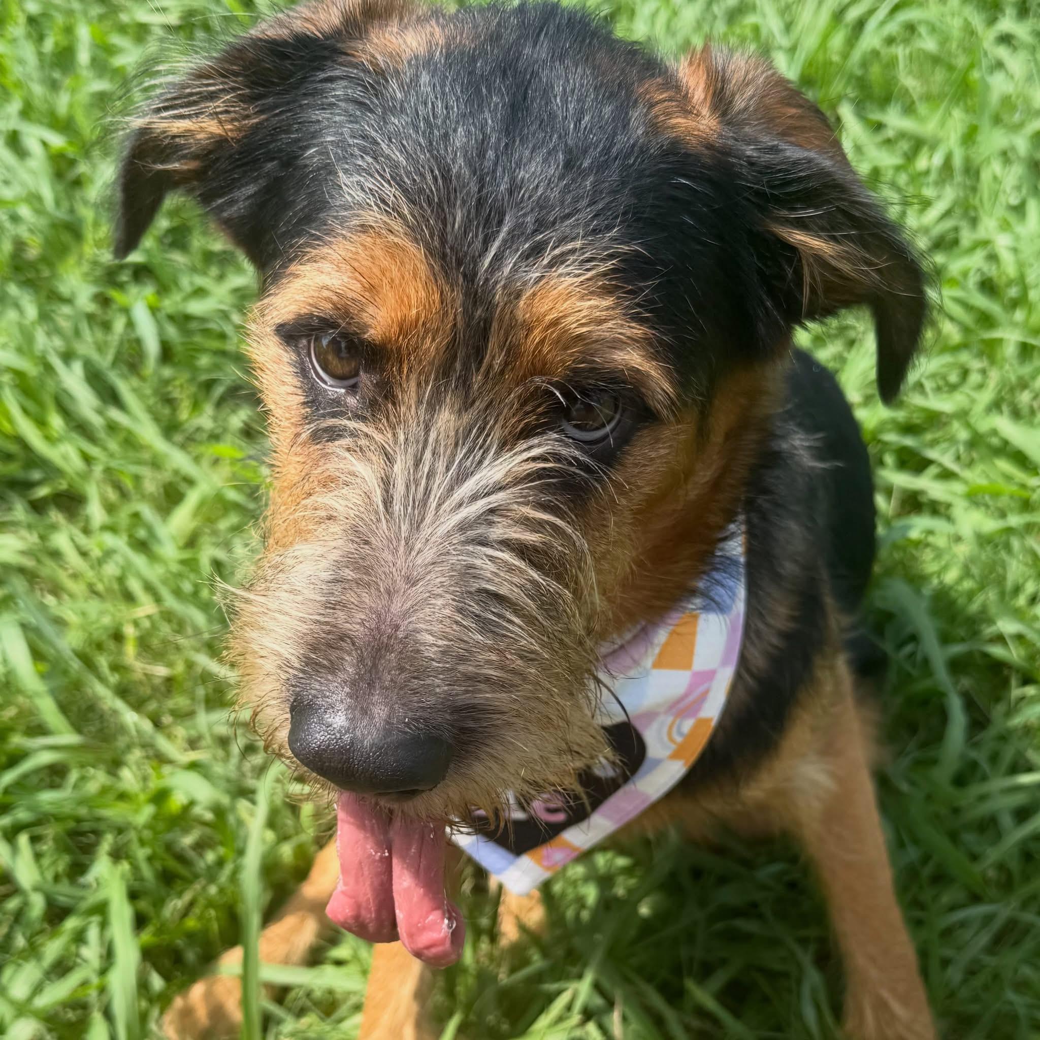 Enlarge Delta, a ADOPTABLE mixed breed in Lebanon, TN image 3/4