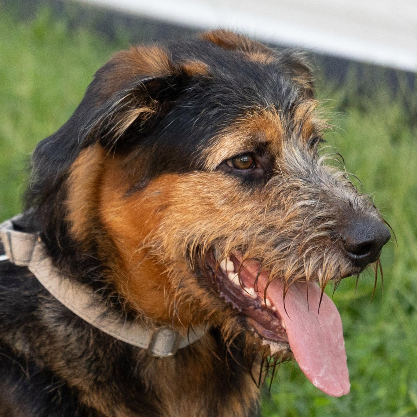 Delta, ADOPTABLE, Young Female Airedale Terrier.