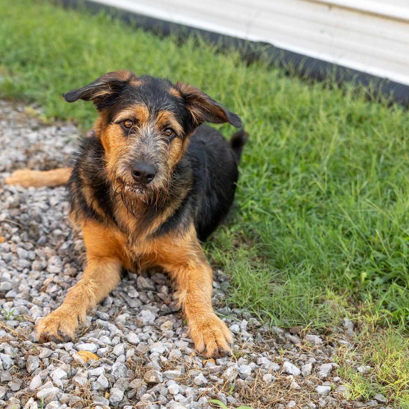 Enlarge Delta, a ADOPTABLE mixed breed in Lebanon, TN image 5/6