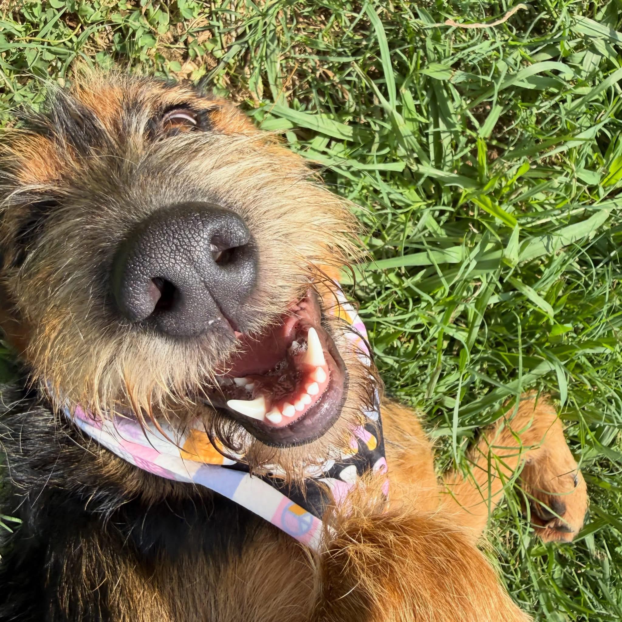 Enlarge Delta, a ADOPTABLE mixed breed in Lebanon, TN image 2/4