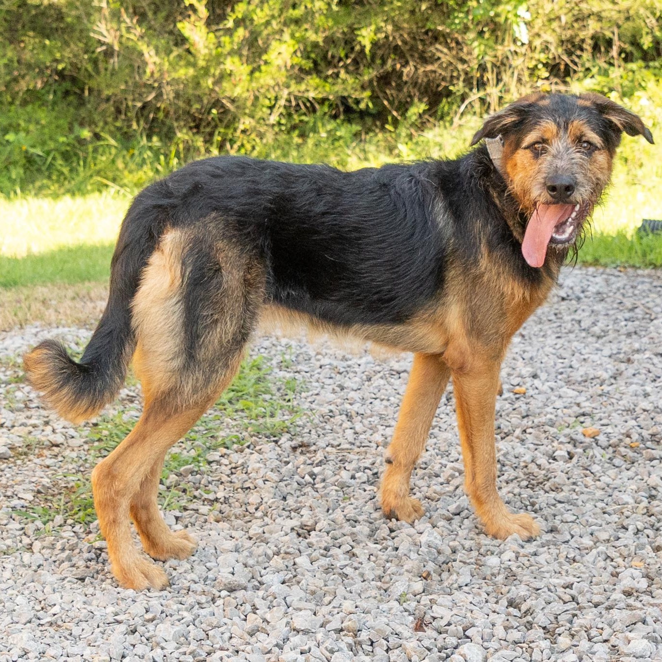 Enlarge Delta, a ADOPTABLE mixed breed in Lebanon, TN image 3/6