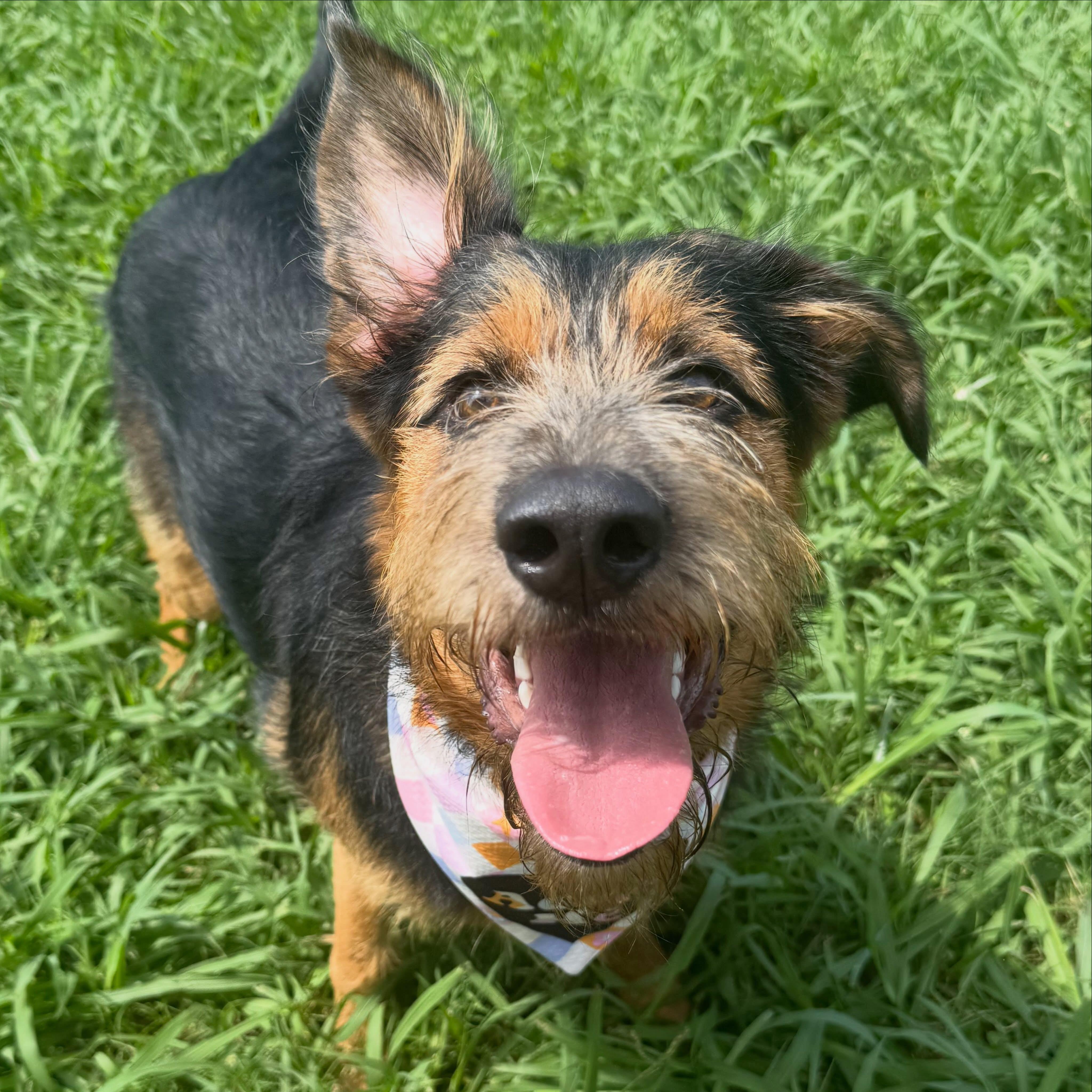 Enlarge Delta, a Adoptable mixed breed in Lebanon, TN image 1/6