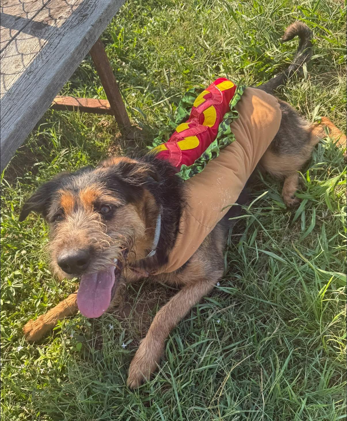 Enlarge Delta, a Adoptable mixed breed in Lebanon, TN image 2/6