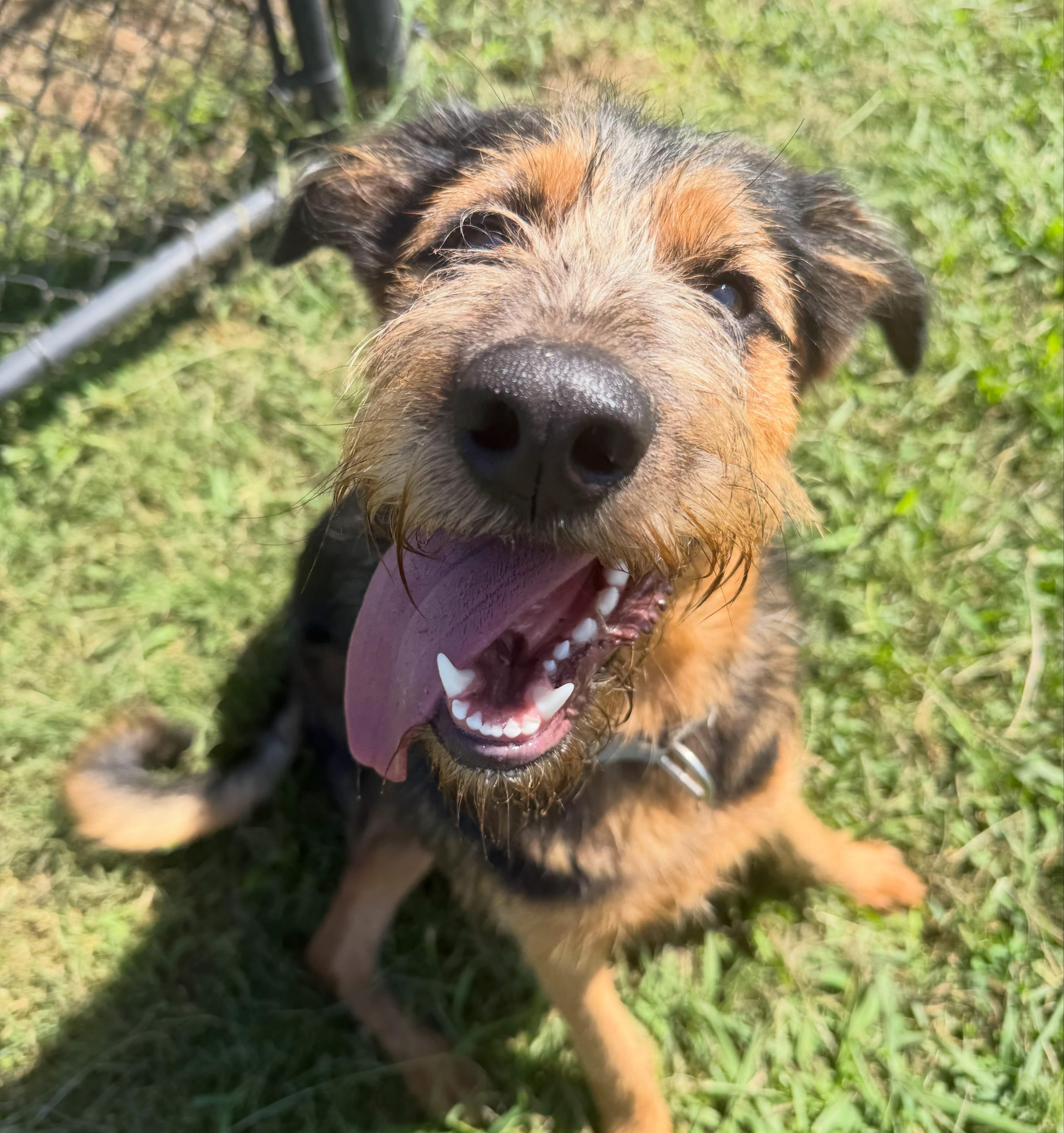 Enlarge Delta, a Adoptable mixed breed in Lebanon, TN image 3/6