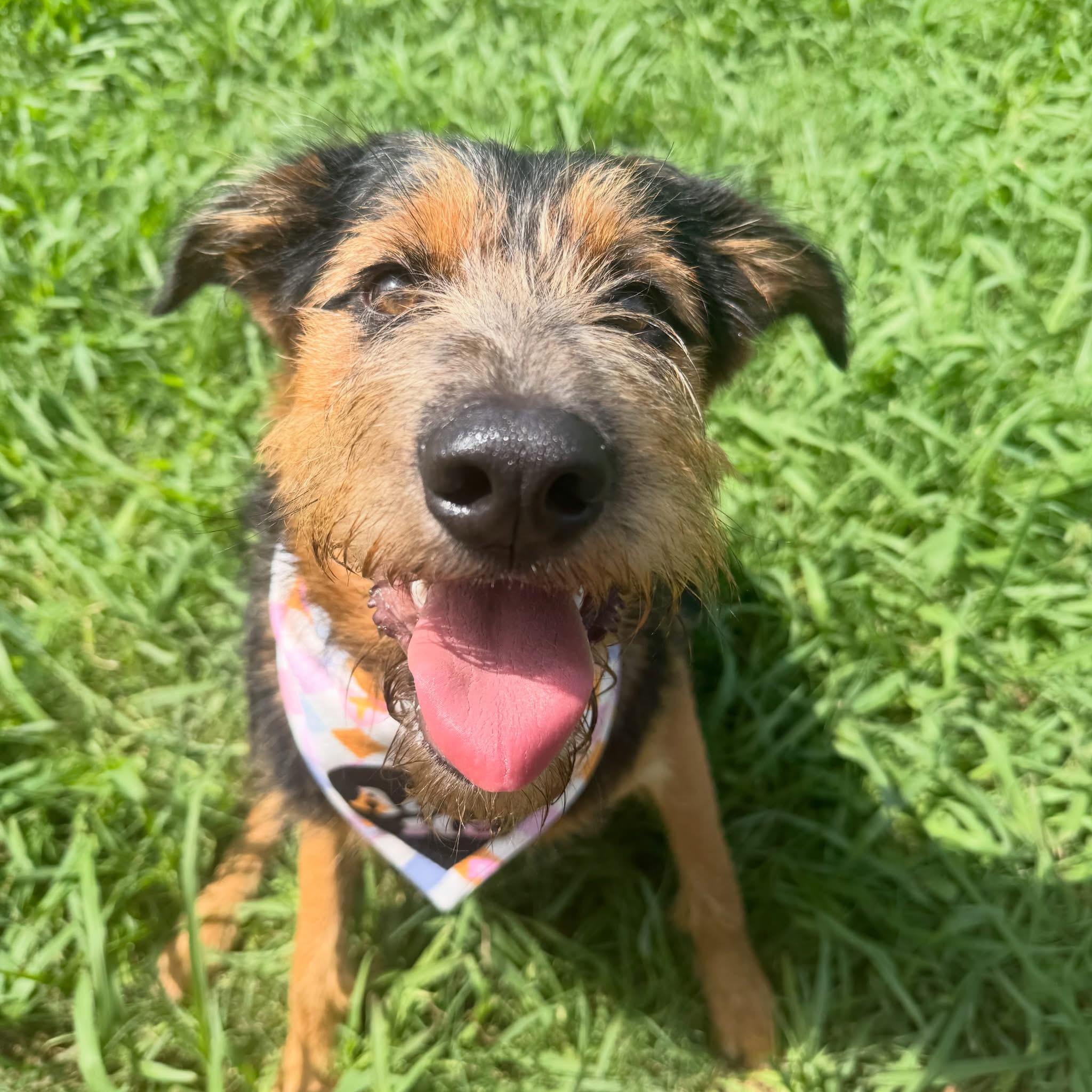 Delta, ADOPTABLE, Young Female Airedale Terrier.