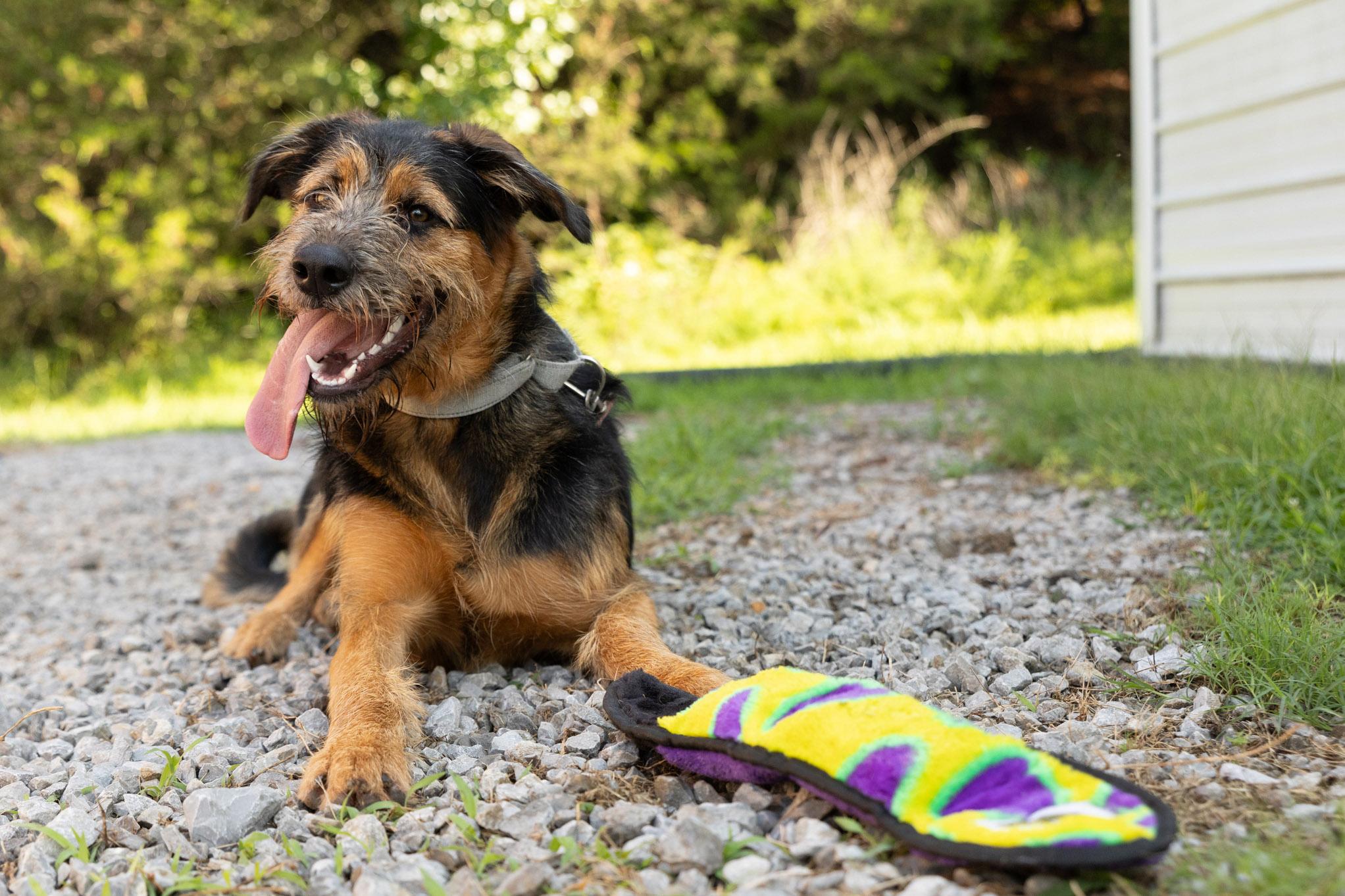Enlarge Delta, a ADOPTABLE mixed breed in Lebanon, TN image 4/6