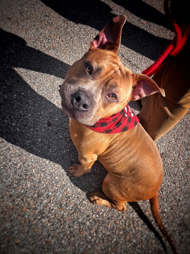 Eddie, Adopted, Young Male American Bully.