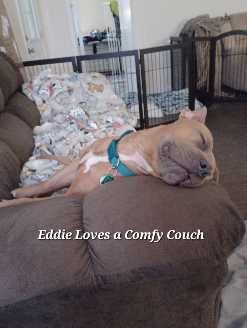 Enlarge Eddie, a Adopted American Bully in PENSACOLA, FL image 2/4