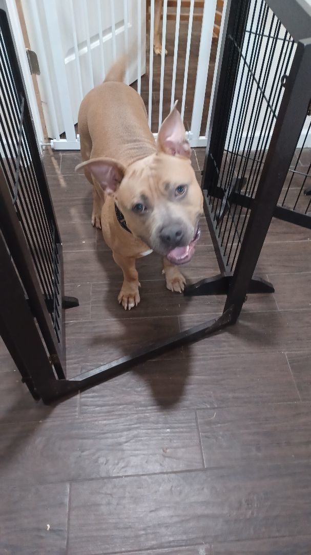 Enlarge Eddie, a Adopted American Bully in PENSACOLA, FL image 4/4