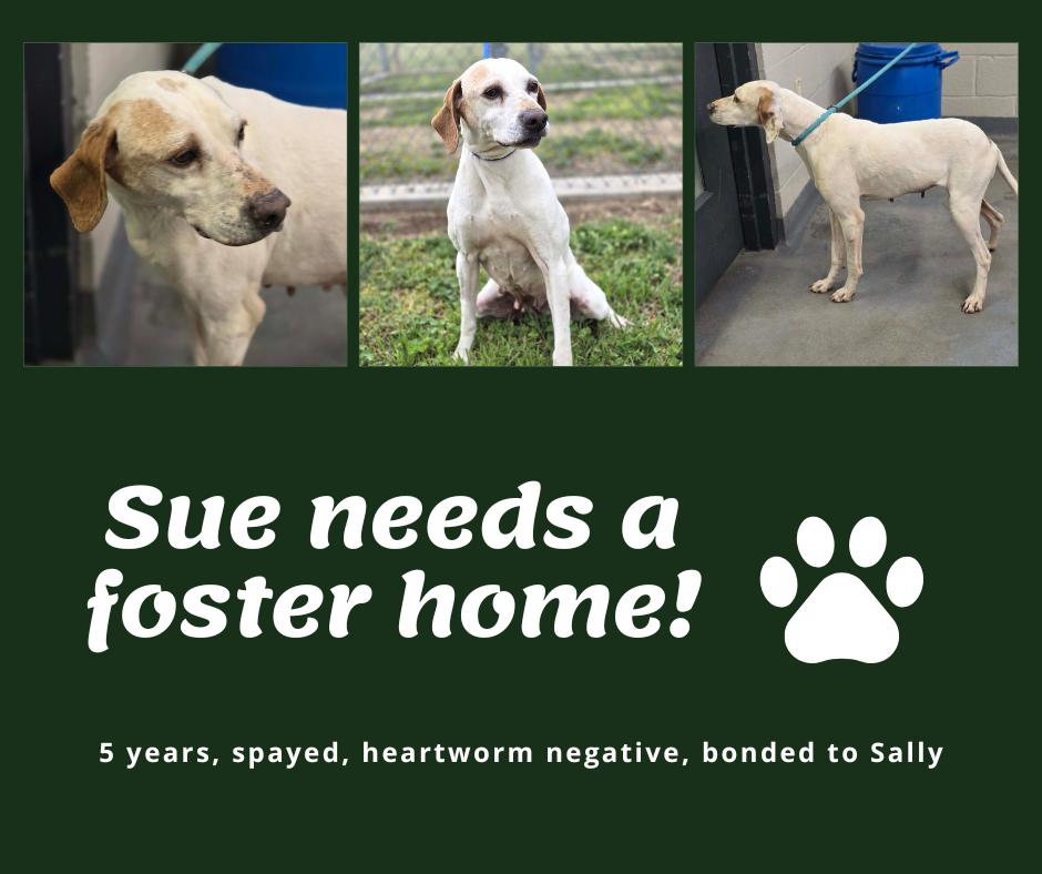 Enlarge Needs Foster Sue (OK), a ADOPTABLE English Pointer in Bridgeton, NJ image 1/1