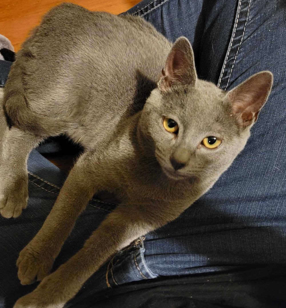 Enlarge Fender, a Adopted Domestic Short Hair in Parlin, NJ image 1/3