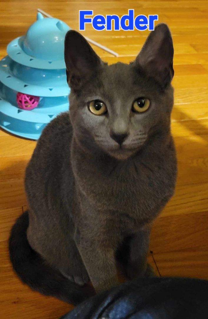 Enlarge Fender, a Adopted Domestic Short Hair in Parlin, NJ image 2/3