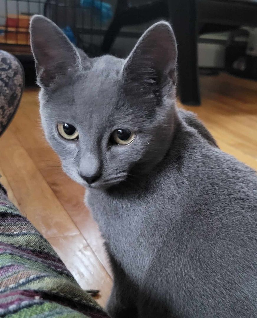 Enlarge Fender, a Adopted Domestic Short Hair in Parlin, NJ image 3/3