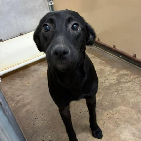 Daffodill, Adoptable, Young Female Black Labrador Retriever.