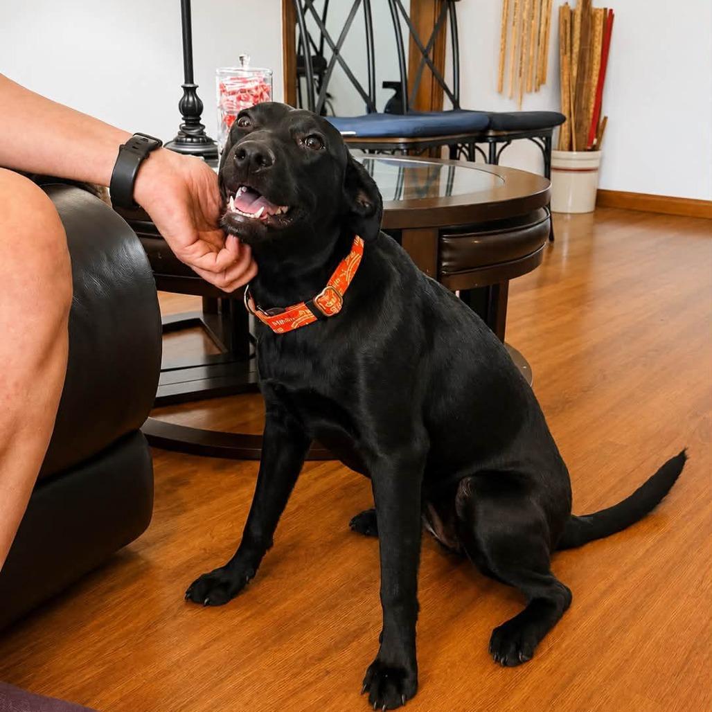 Enlarge Daffodill, a Adoptable Black Labrador Retriever in Enterprise, AL image 2/4