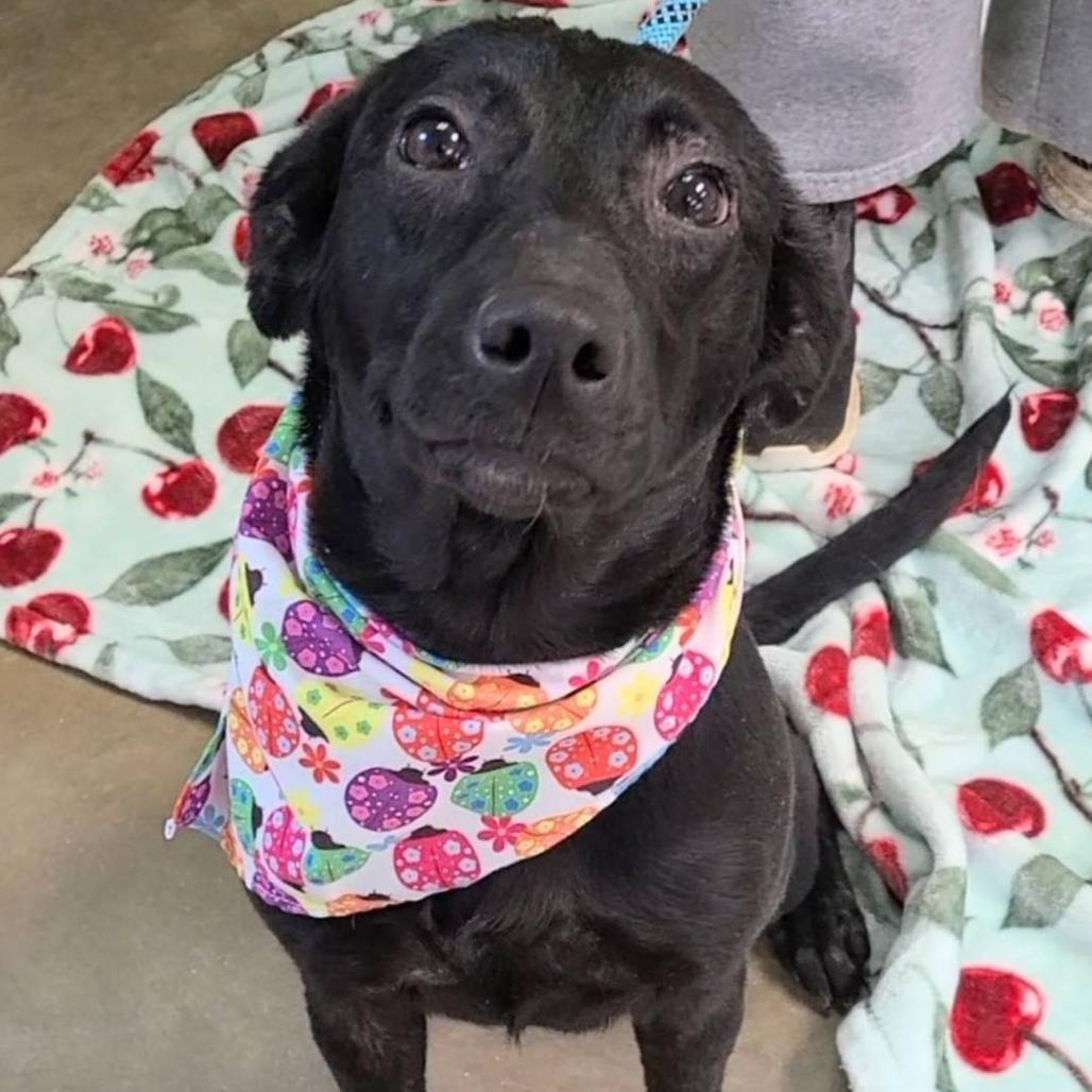 Enlarge Daffodill, a Adoptable Black Labrador Retriever in Enterprise, AL image 2/2