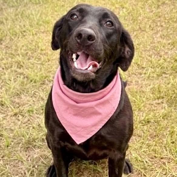 Enlarge Daffodill, a Adoptable Black Labrador Retriever in Enterprise, AL image 3/3