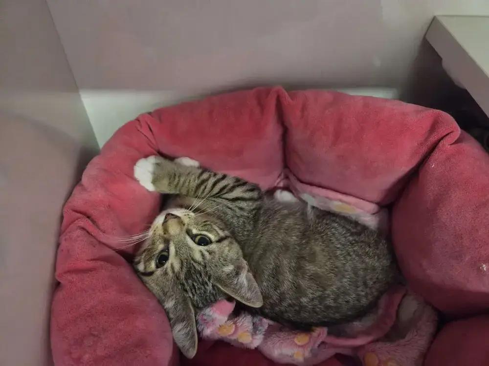 Harper, Adoptable, Kitten Female Domestic Short Hair.