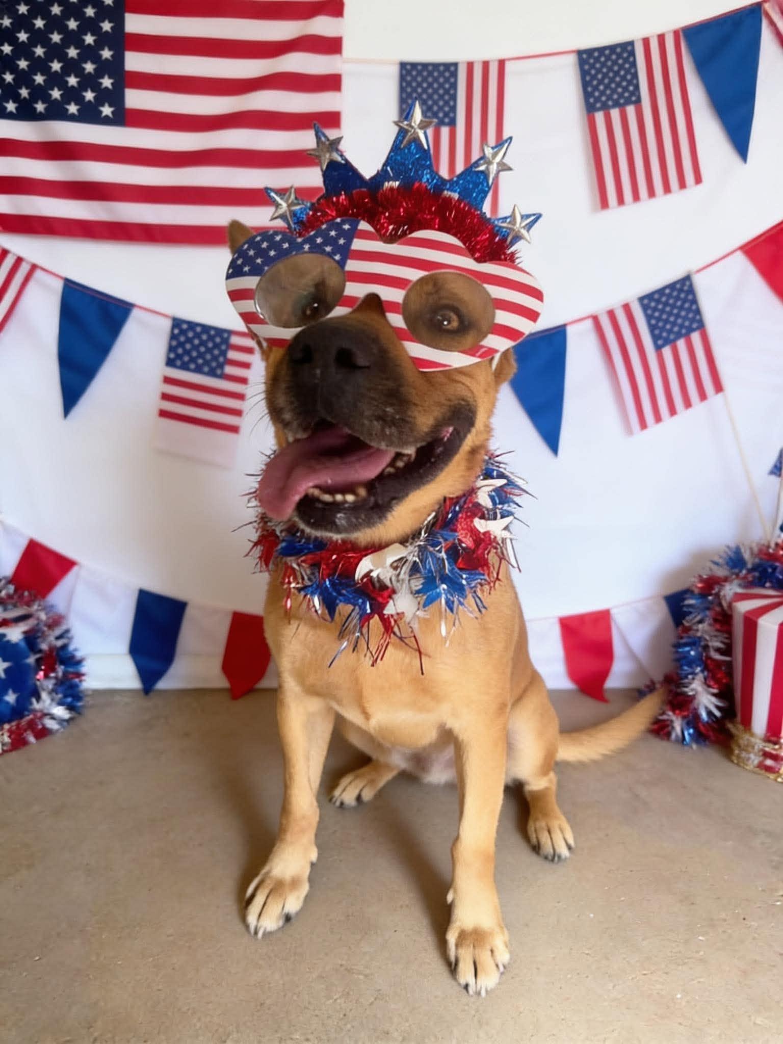 Enlarge Chani, a ADOPTABLE mixed breed in Roswell, NM image 3/5