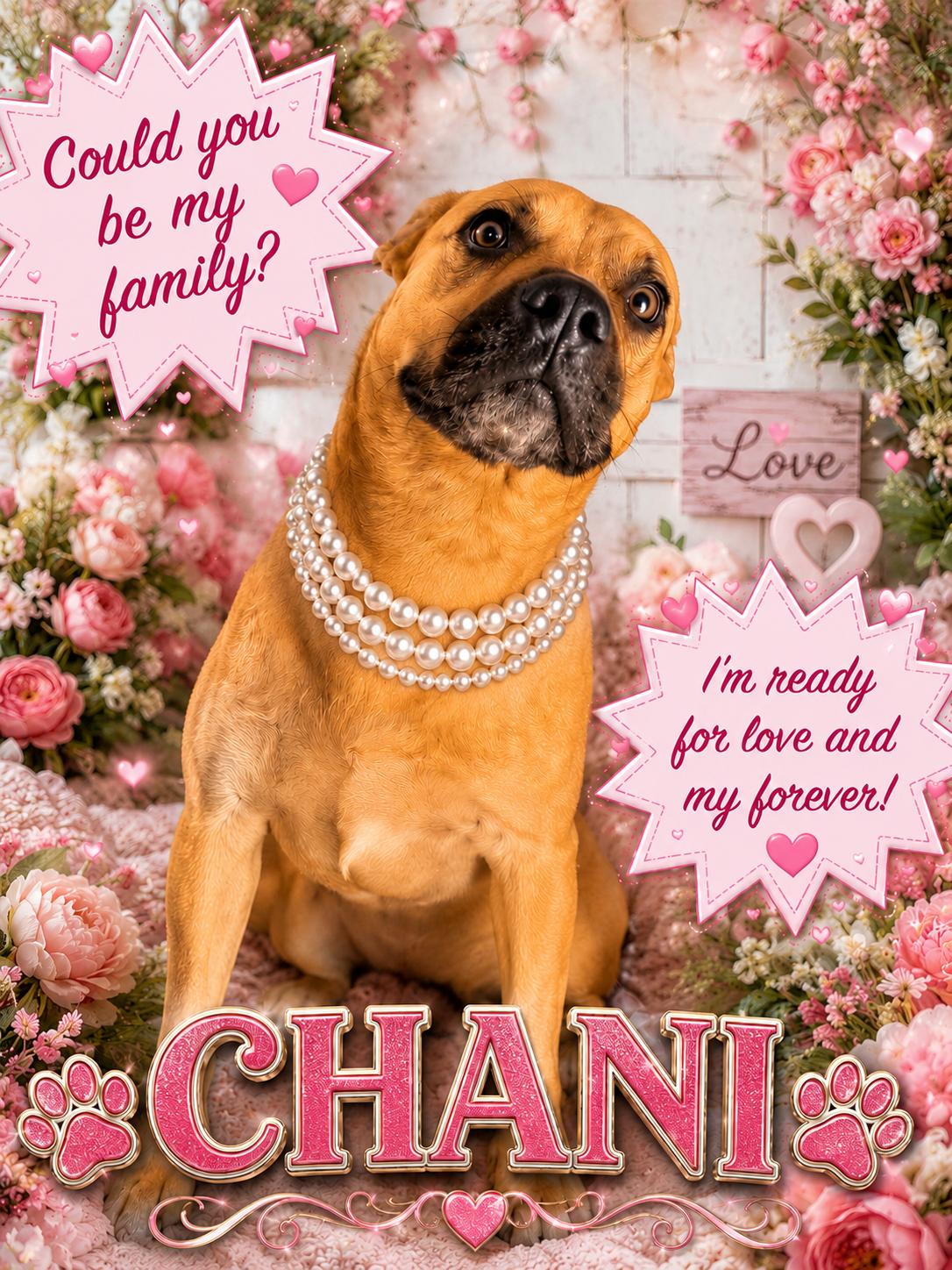 Chani, ADOPTABLE, Adult Female Boxer.