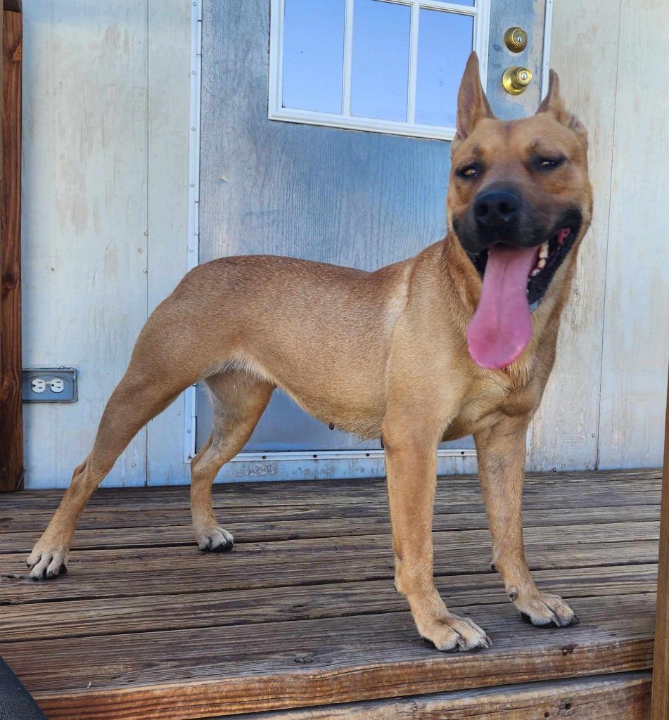 Enlarge Chani, a ADOPTABLE mixed breed in Roswell, NM image 4/5