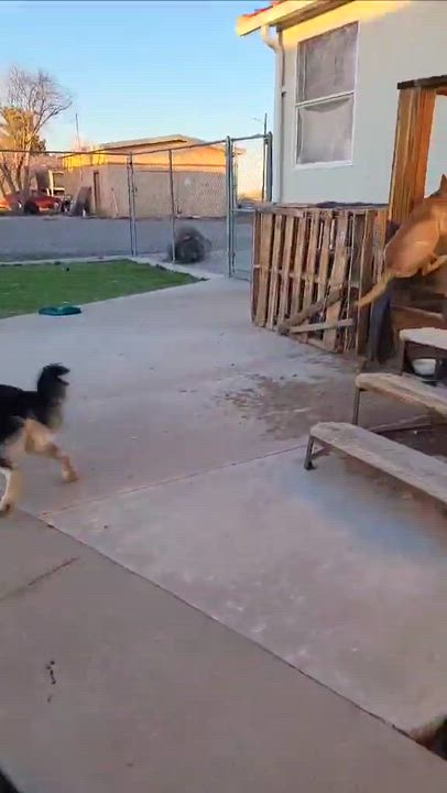Enlarge Chani, a ADOPTABLE mixed breed in Roswell, NM video 5/5