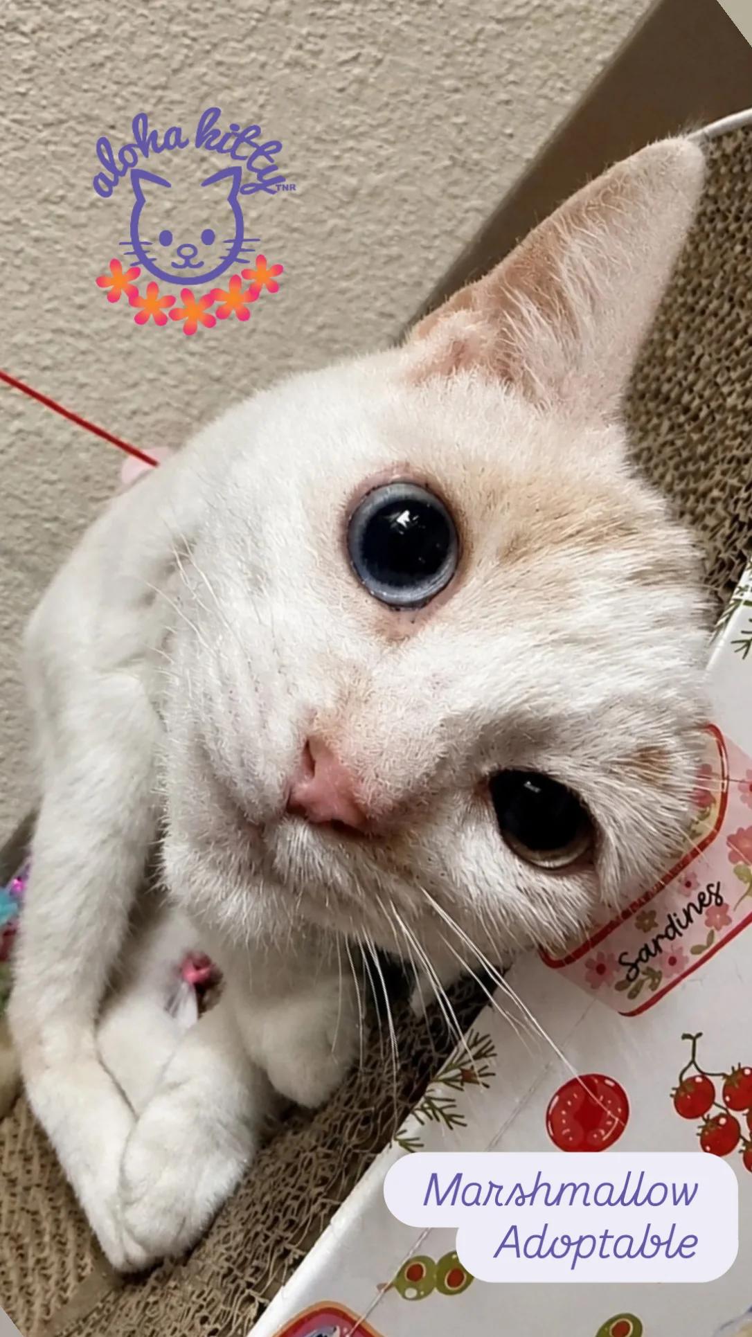 Enlarge Marshmallow, an adopted Domestic Short Hair in Honolulu, HI image 1/1