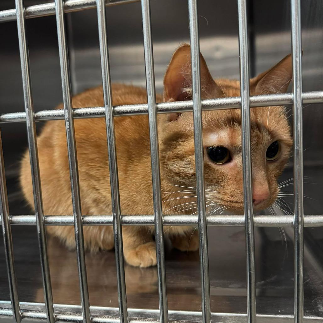 Salvator, Adoptable, Adult Male Domestic Short Hair.