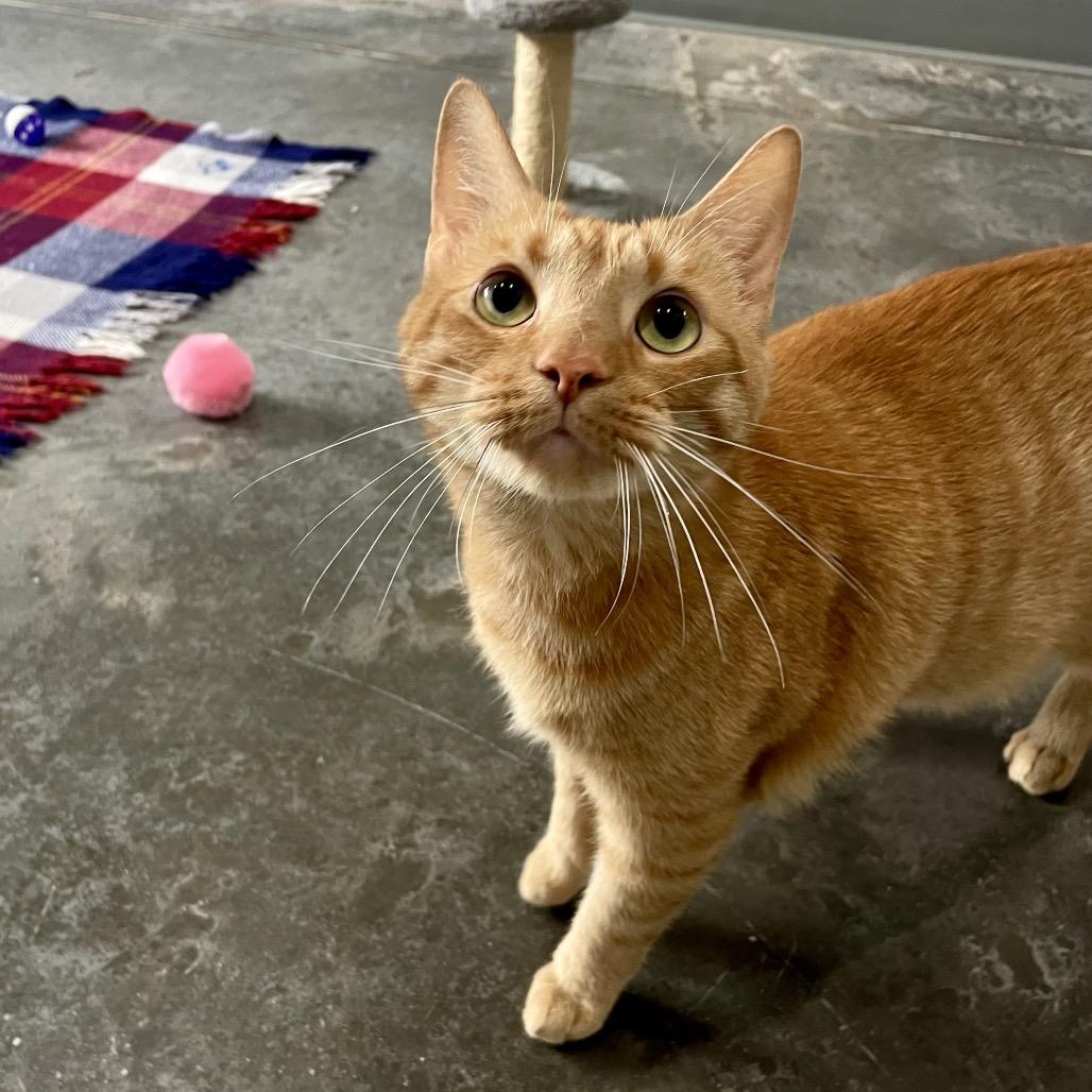 Enlarge Salvator, a Adoptable Domestic Short Hair in Fairmont, WV image 2/3