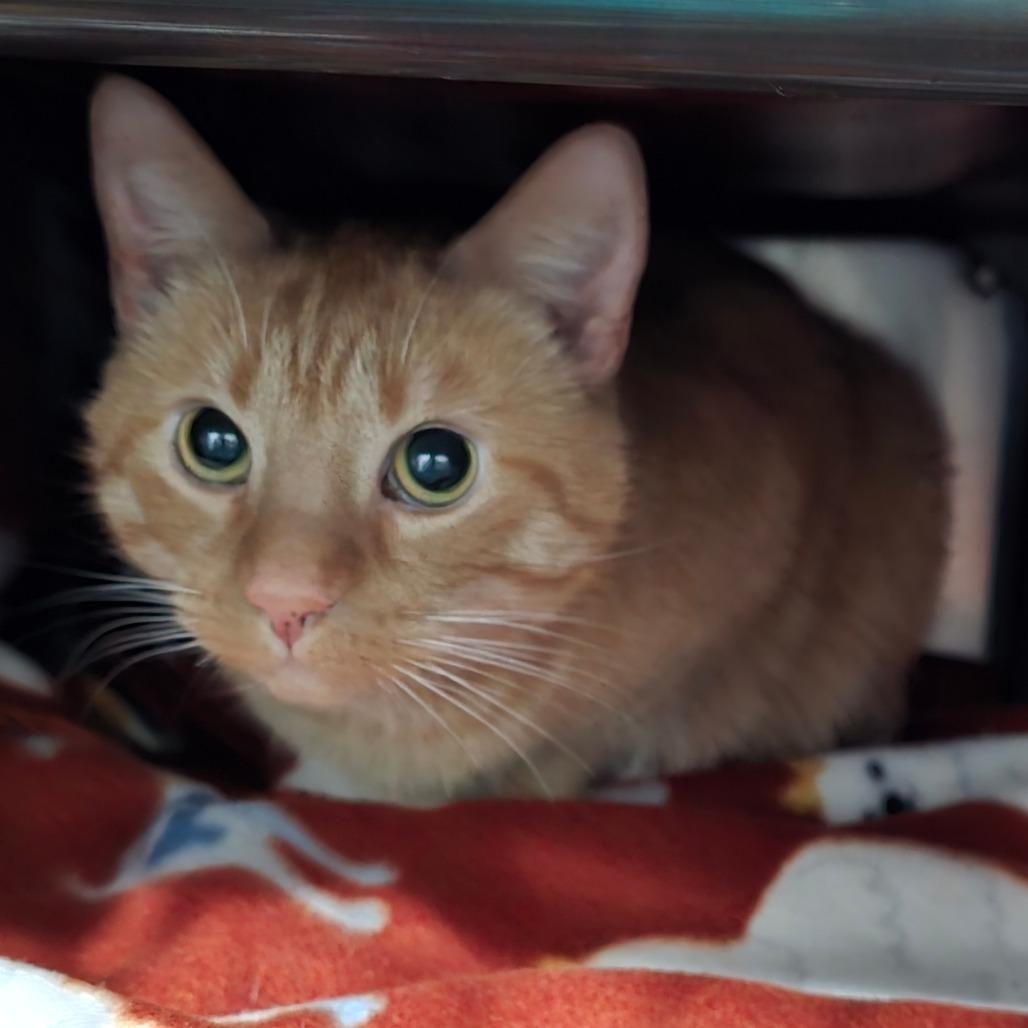 Enlarge Salvator, a Adoptable Domestic Short Hair in Fairmont, WV image 3/3