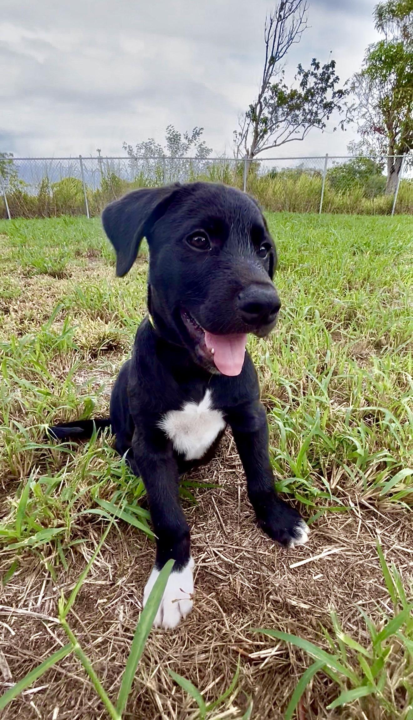 Oreo - Loving, Smart, Cuddly, Puppy, fully vaccinated - LOW FEE, a Adoptable mixed breed in Brooklyn , NY image 6/6
