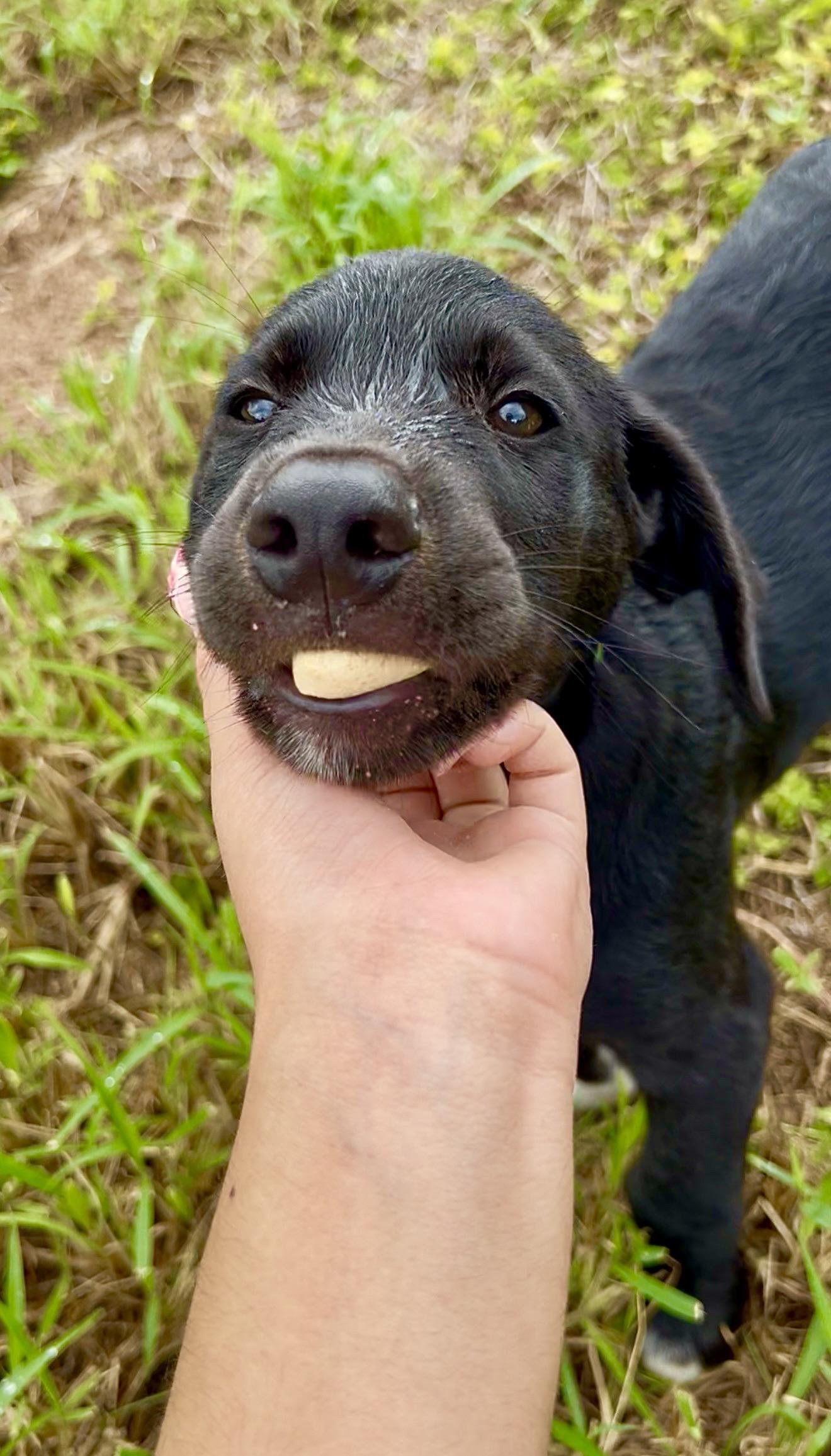 Oreo - Loving, Smart, Cuddly, Puppy, fully vaccinated - LOW FEE, a Adoptable mixed breed in Brooklyn , NY image 5/6