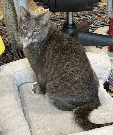 Crissy, a Adoptable Domestic Short Hair in Shawnee, KS image 1/3