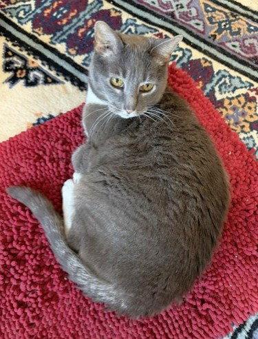 Crissy, a Adoptable Domestic Short Hair in Shawnee, KS image 2/3