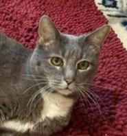 Crissy, a Adoptable Domestic Short Hair in Shawnee, KS image 3/3