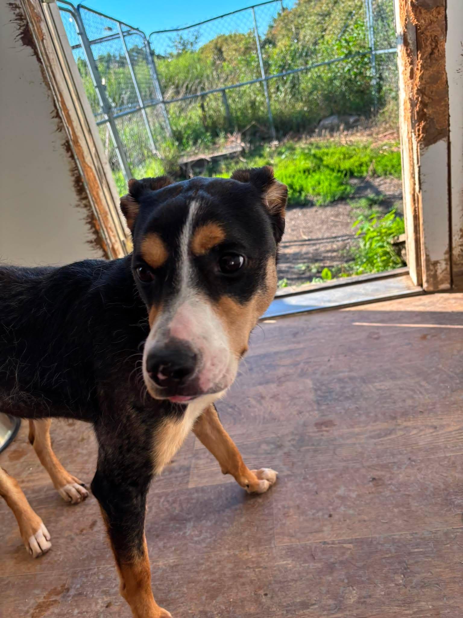 Thor, a Adoptable Mixed Breed in Heuvelton, NY image 2/6