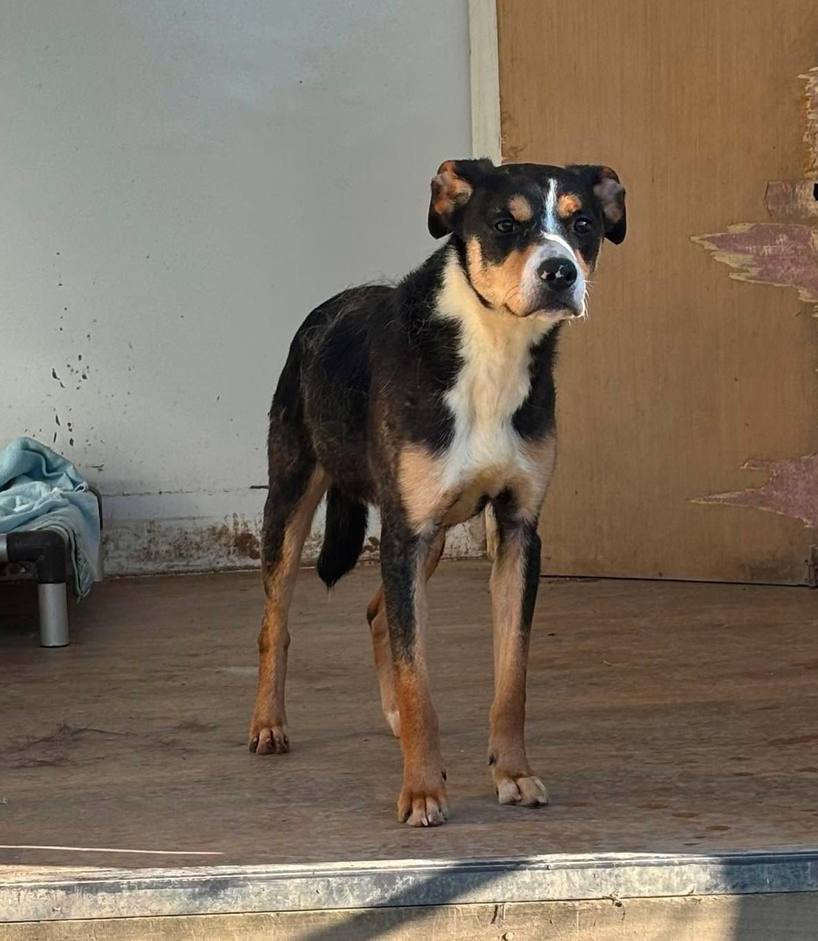 Thor, a Adoptable Mixed Breed in Heuvelton, NY image 3/6