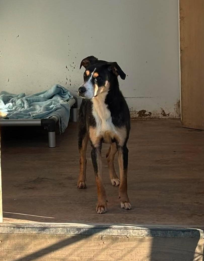 Thor, a Adoptable Mixed Breed in Heuvelton, NY image 4/6
