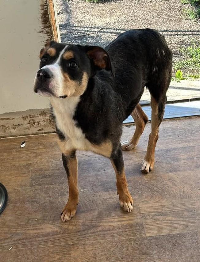 Thor, a Adoptable Mixed Breed in Heuvelton, NY image 5/6