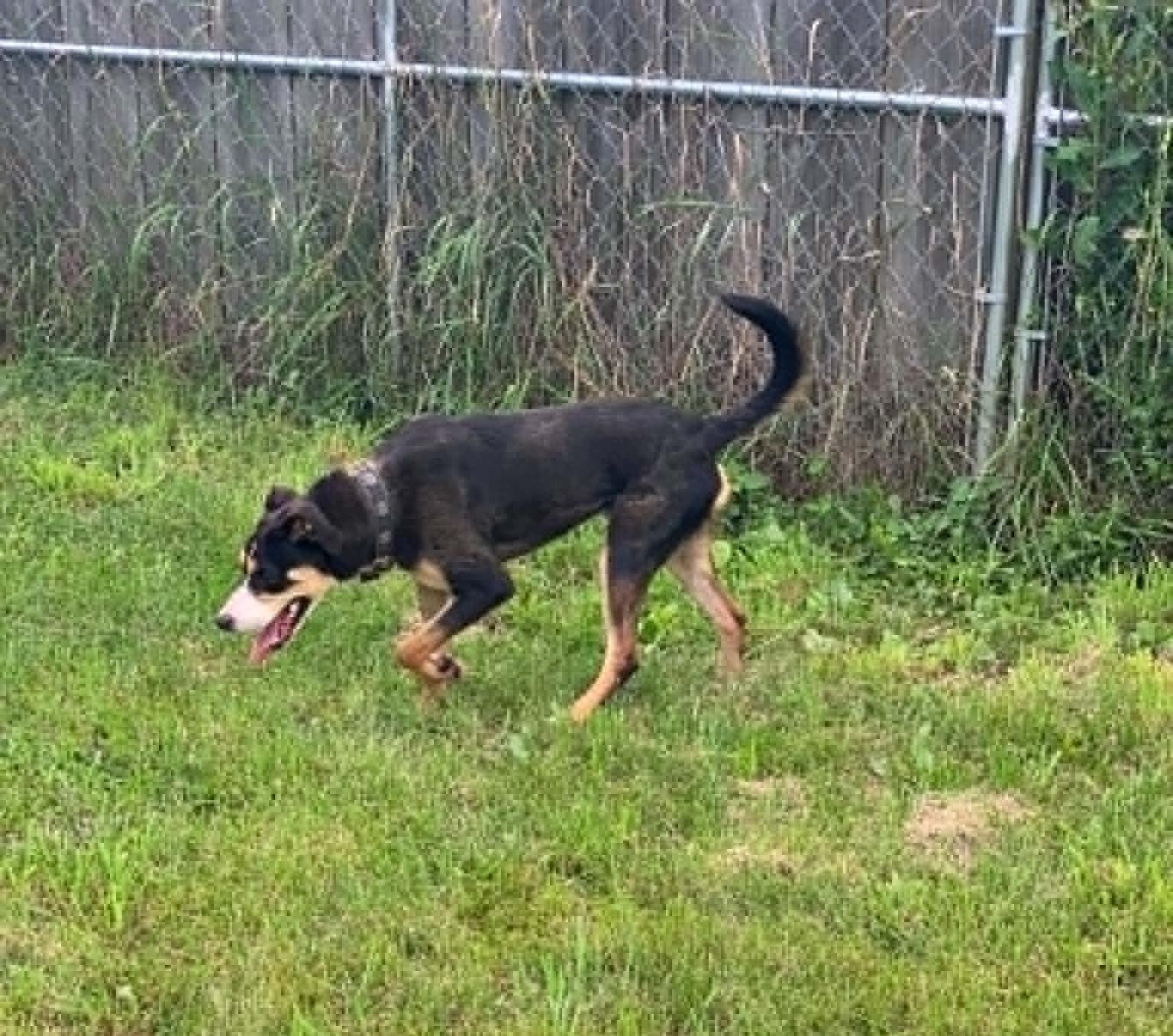 Thor, a Adoptable Mixed Breed in Heuvelton, NY image 6/6