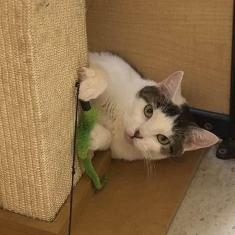 Evie, a ADOPTABLE Domestic Short Hair in Syracuse, NY image 1/4