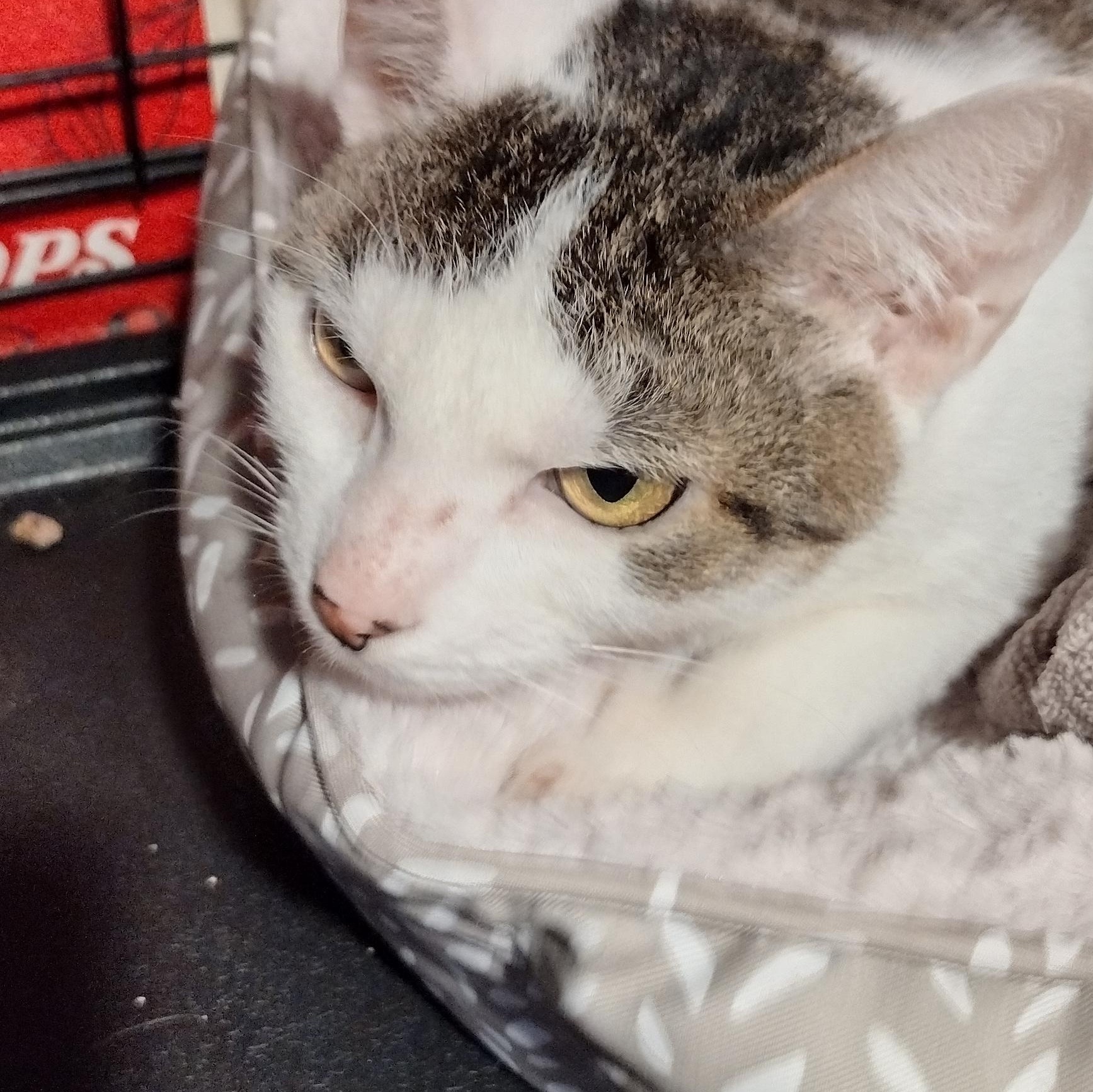 Evie, a ADOPTABLE Domestic Short Hair in Syracuse, NY image 2/2