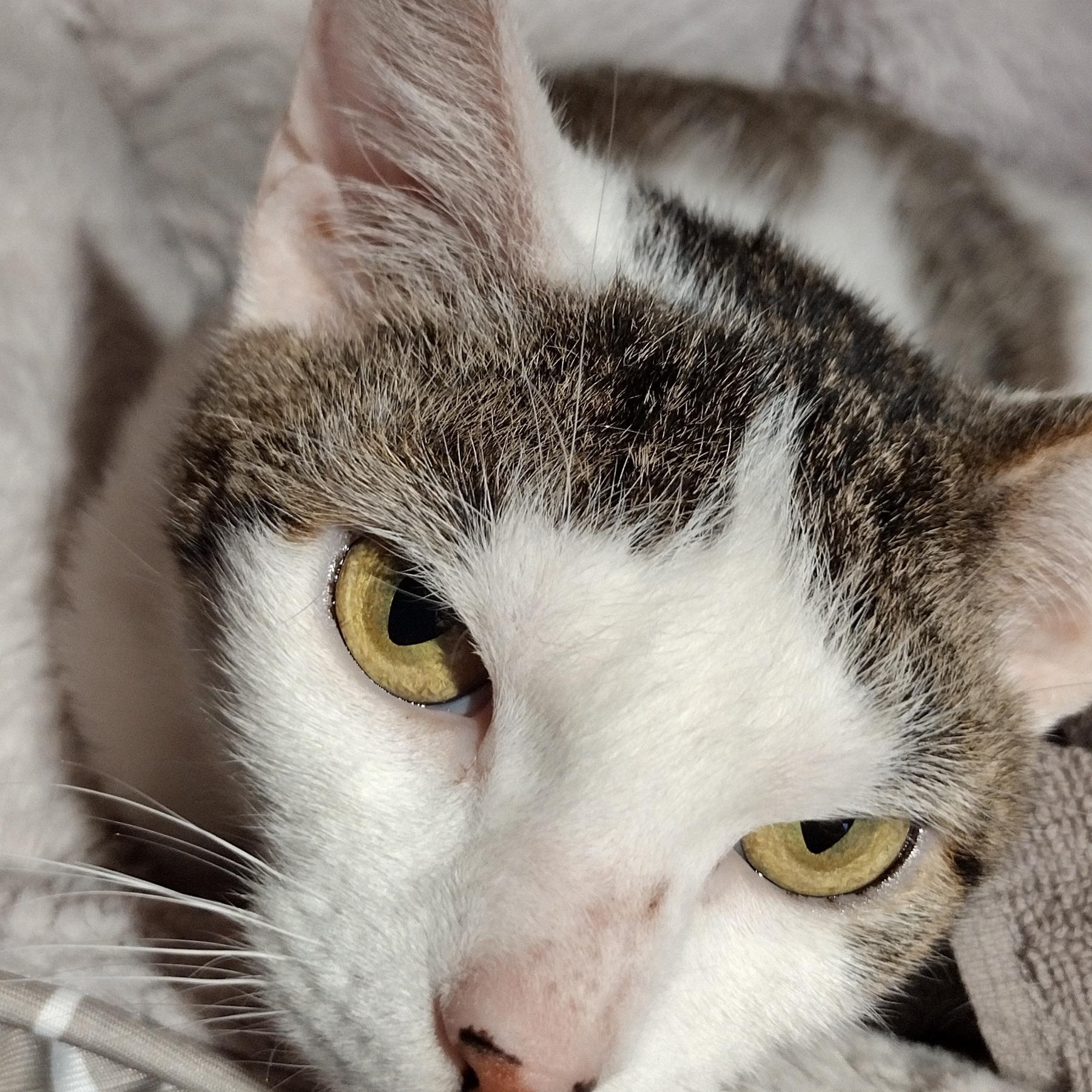 Evie, ADOPTABLE, Adult Female Domestic Short Hair.