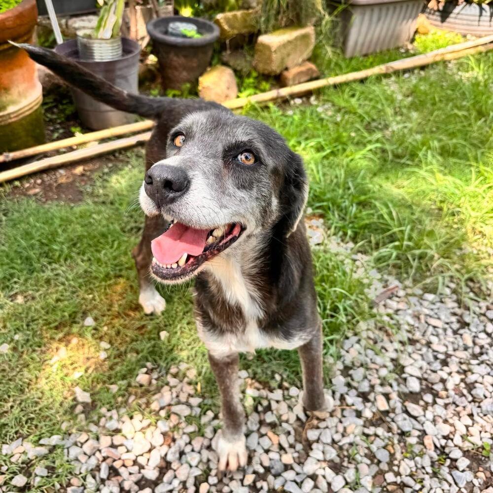 Pearl, Adoptable, Adult Female Labrador Retriever.