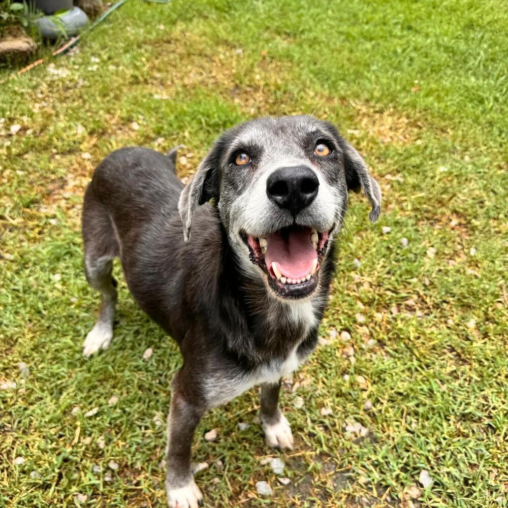 Enlarge Pearl, a Adoptable mixed breed in Gig Harbor, WA image 4/6