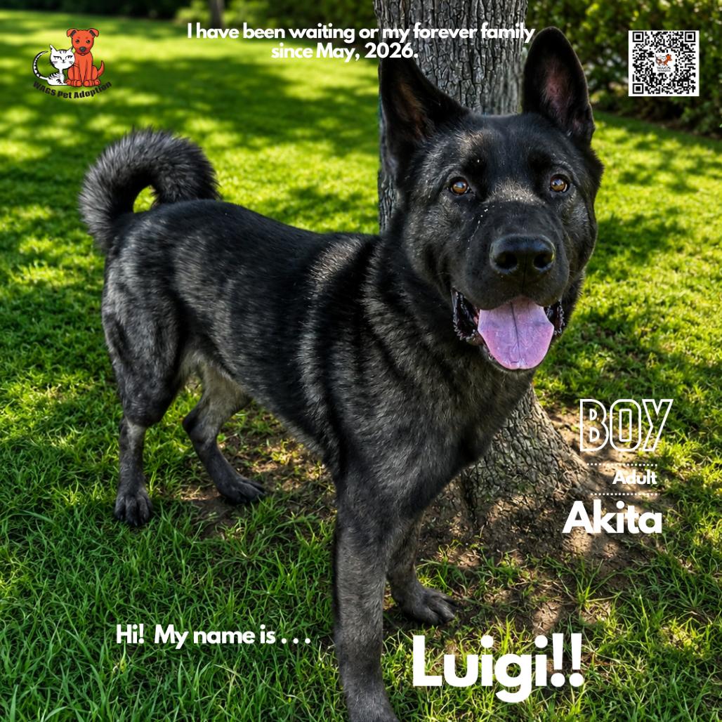 Luigi, Adoptable, Adult Male Akita.