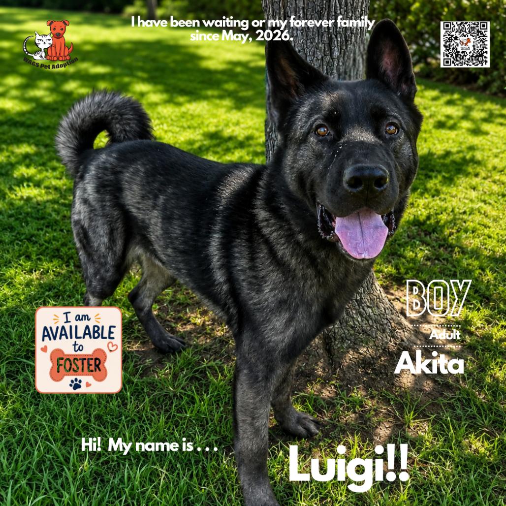 Luigi, Adoptable, Adult Male Akita.