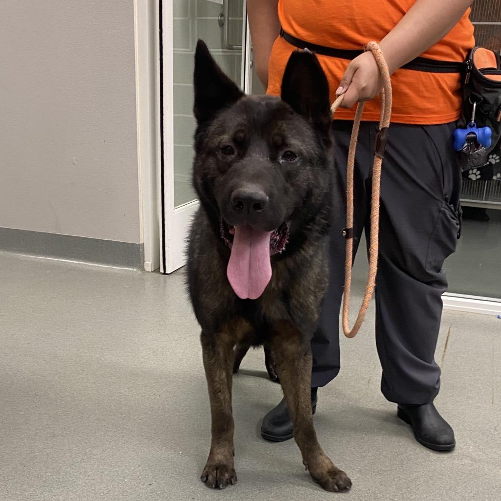 Luigi, Adoptable, Adult Male Akita.
