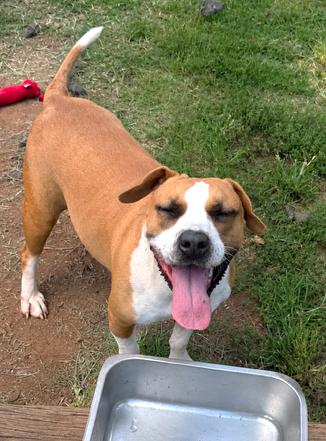 Enlarge Eevee, a Adoptable mixed breed in Carrollton, GA image 1/3
