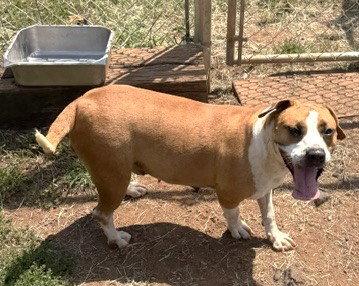 Enlarge Eevee, a Adoptable mixed breed in Carrollton, GA image 2/3